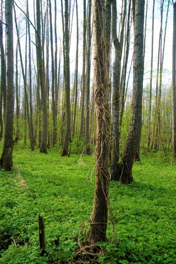 Losiowate Gospodarstwo Agroturystyczne Rybaki  Экстерьер фото