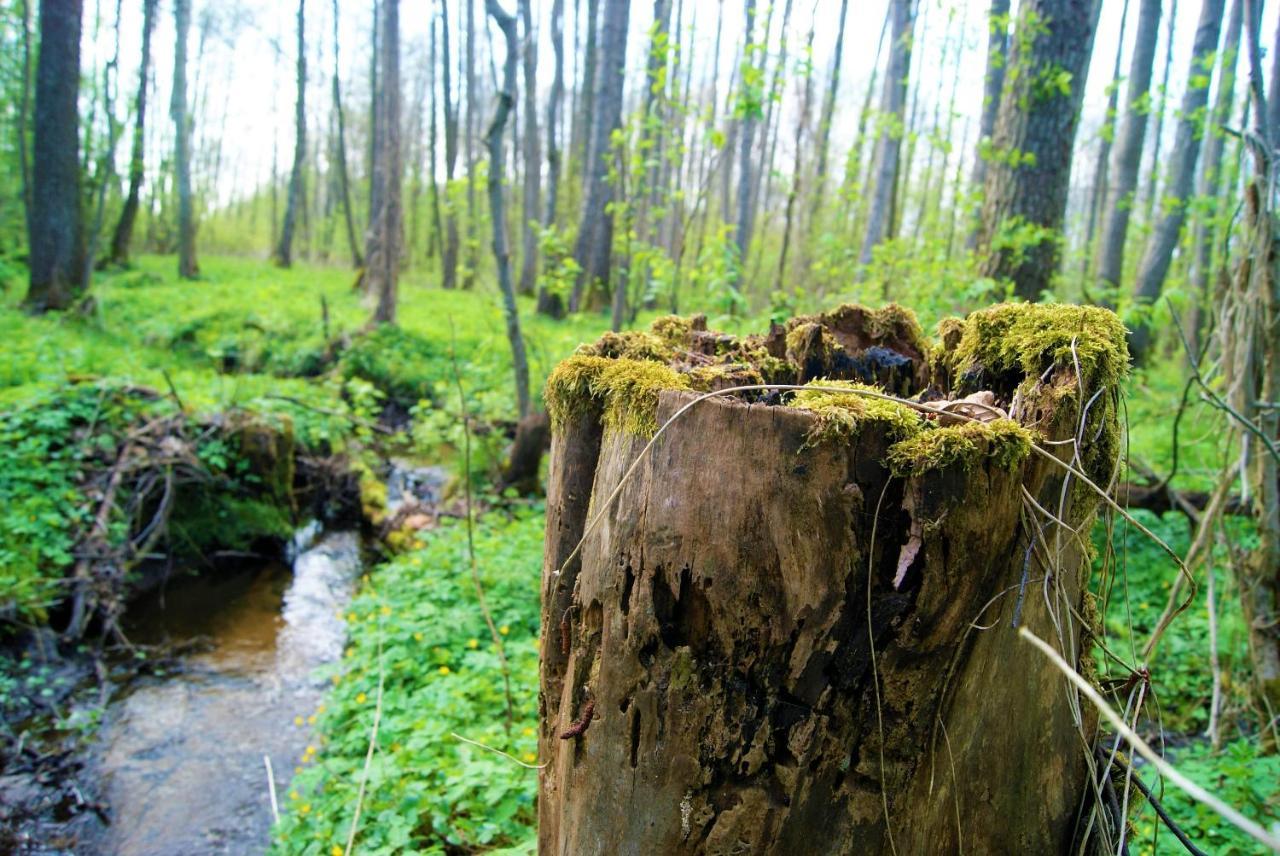 Losiowate Gospodarstwo Agroturystyczne Rybaki  Экстерьер фото