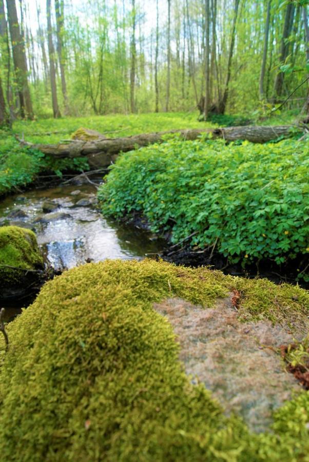 Losiowate Gospodarstwo Agroturystyczne Rybaki  Экстерьер фото