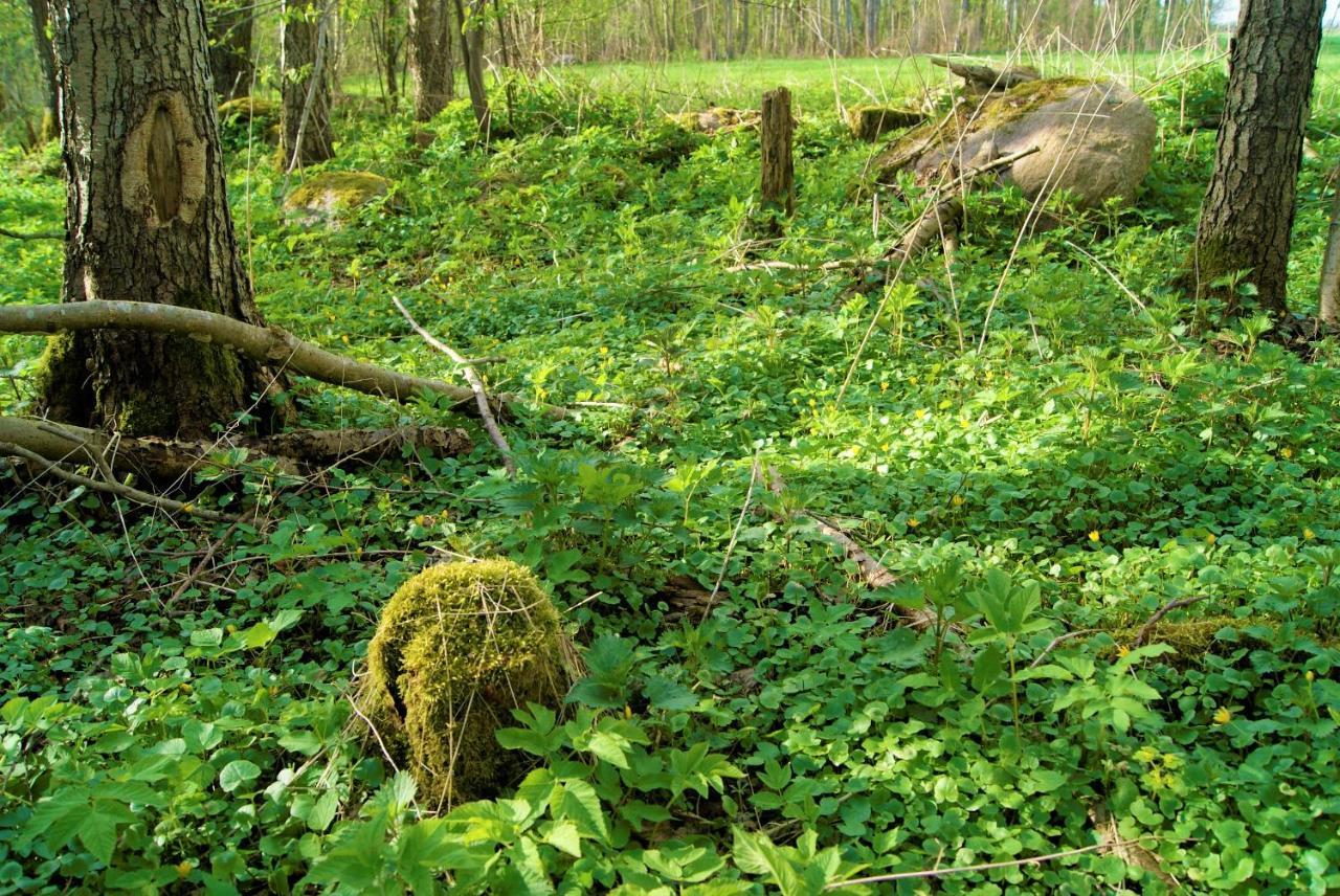 Losiowate Gospodarstwo Agroturystyczne Rybaki  Экстерьер фото