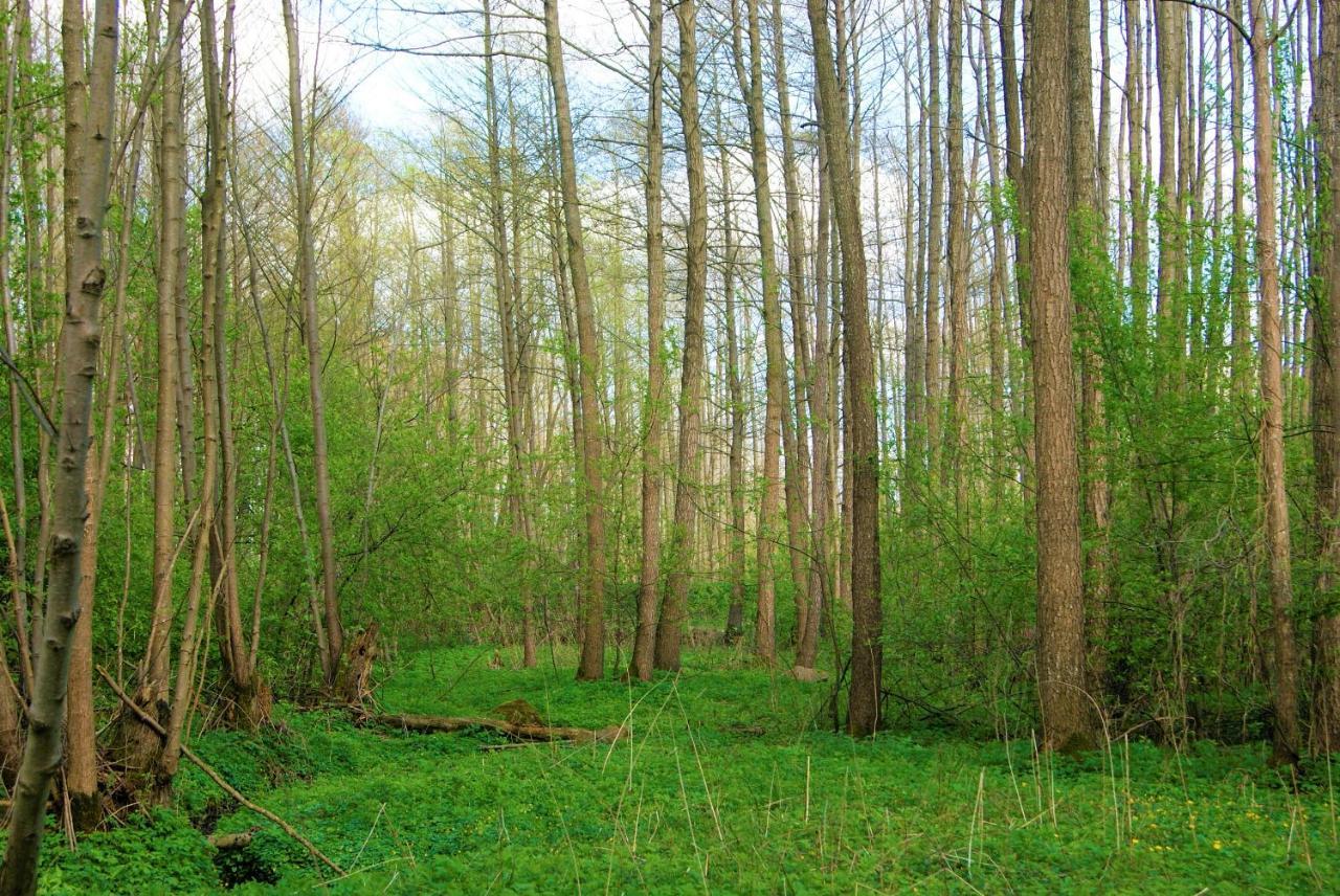 Losiowate Gospodarstwo Agroturystyczne Rybaki  Экстерьер фото