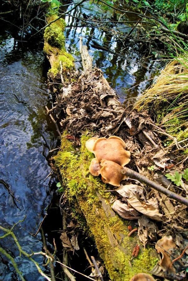 Losiowate Gospodarstwo Agroturystyczne Rybaki  Экстерьер фото